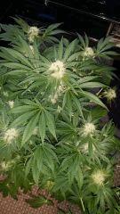 Floraison  42 (2)