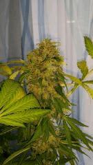 Floraison  64 (16)