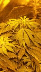 Floraison  30 (5)
