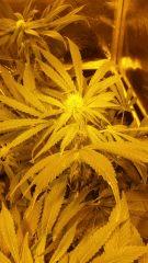 Floraison  30 (6)