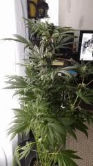 Floraison  45 (2)