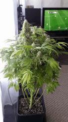 Floraison  63 (14)
