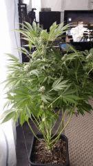 Floraison  45 (9)