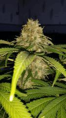 Floraison  61 (6)