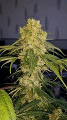 Floraison  58 (20)