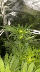 Floraison  26 (1)