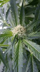 Floraison  28 (7)