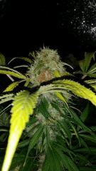 Floraison  57 (9)