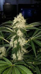 Floraison  45 (16)