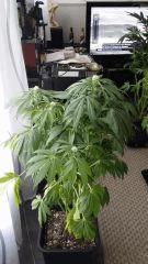 Floraison  35 (6)