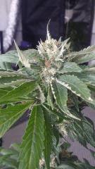 Floraison  56 (3)