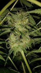 Floraison  57 (14)