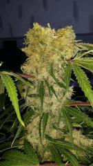 Floraison  63 (12)