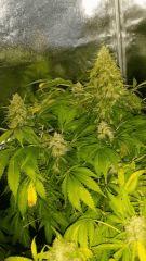 Floraison  65 (2)