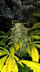 Floraison  62 (10)