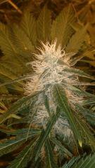 Floraison  50 (18)