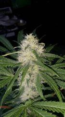 Floraison  38 (13)