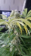 Floraison  56 (10)