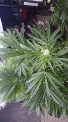 Floraison  29 (3)