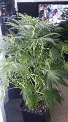 Floraison  27 (16)