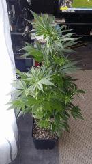 Floraison  27 (1)