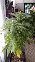 Floraison  39 (8)
