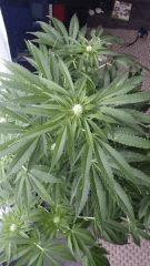 Floraison  29 (2)