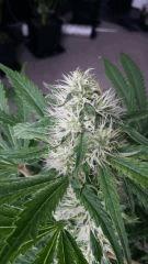 Floraison  38 (16)