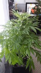 Floraison  36 (4)