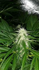 Floraison  47 (12)