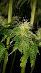 Floraison  62 (13)