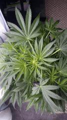 Floraison  22 (5)