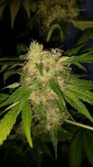 Floraison  70 (22)