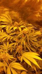 Floraison  59 (3)