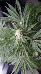 Floraison  39 (13)