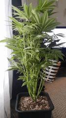 Floraison  19 (2)