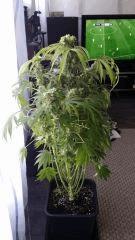 Floraison  63 (11)