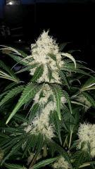 Floraison  48 (15)