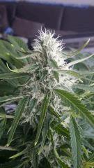 Floraison  56 (7)