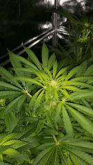 Floraison  26 (3)