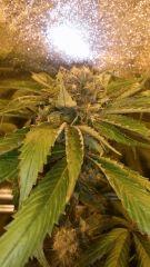 Floraison  59 (10)