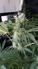 Floraison  43 (15)
