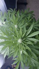 Floraison  37 (7)