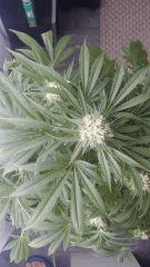 Floraison  56 (11)