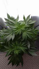 Floraison  16 (3)
