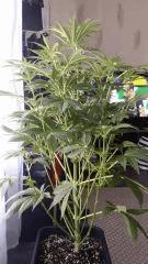 Floraison  24 (5)