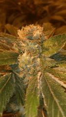 Floraison  50 (12)