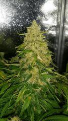 Floraison  65 (13)