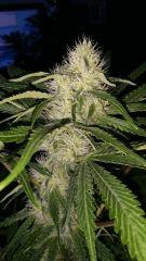 Floraison  37 (19)
