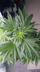 Floraison  22 (1)